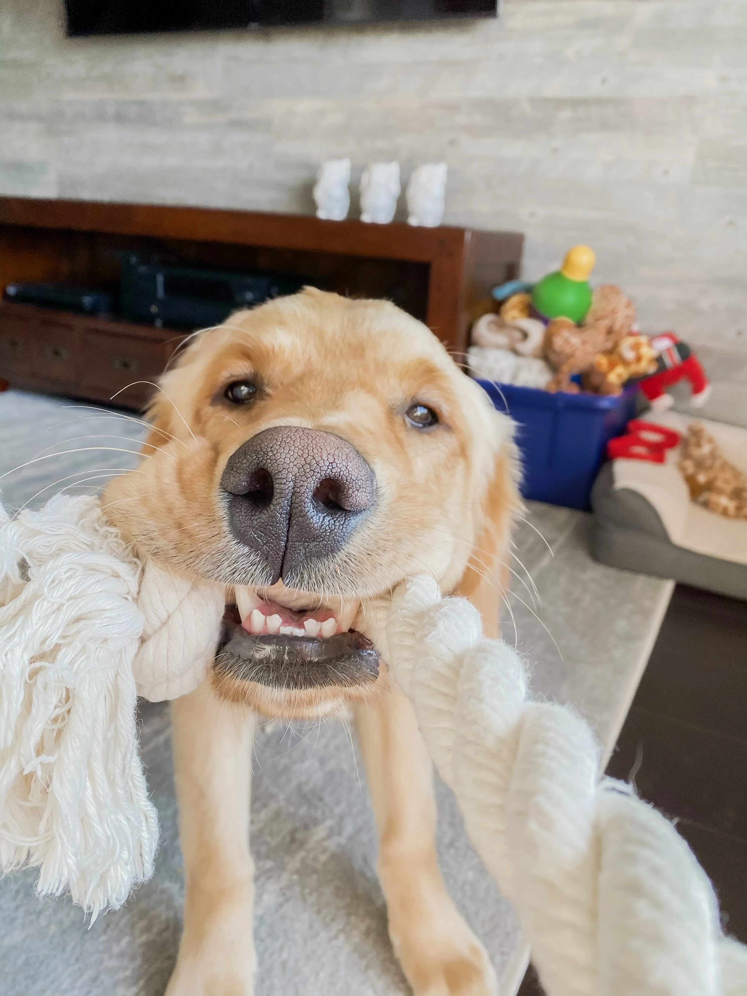 Cotton Rope Toy