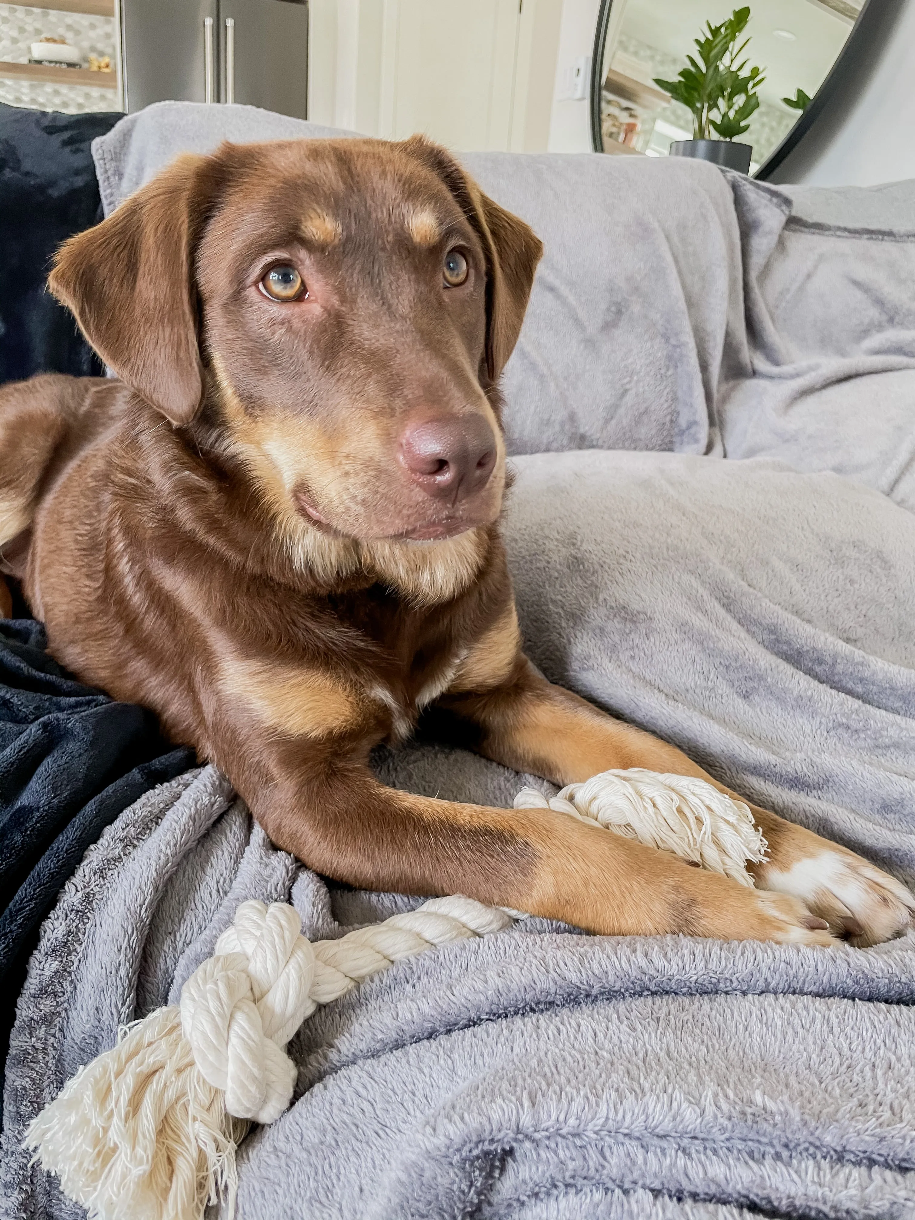 Cotton Rope Toy