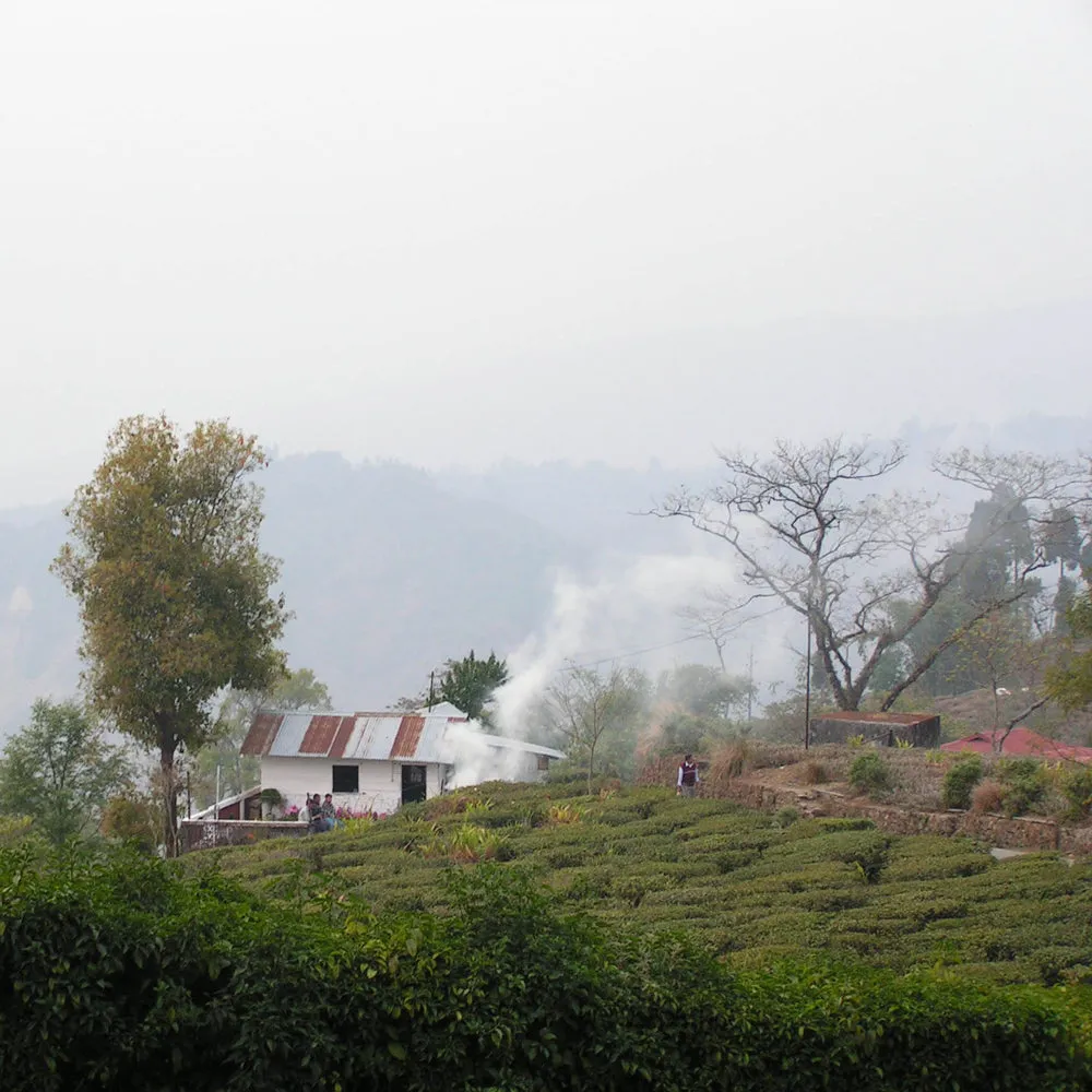 Organic Green Tea